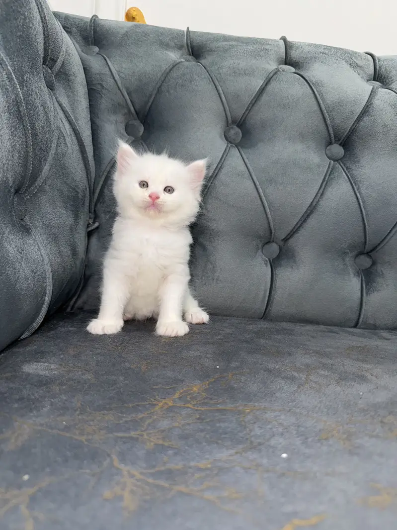 Perisan Cat-Triple coated — photo 3