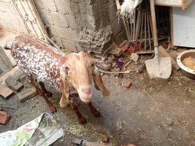 lana yala bhi rabta Kara no 03125861524