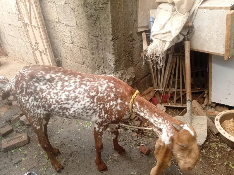 lana yala bhi rabta Kara no 03125861524 — photo 2