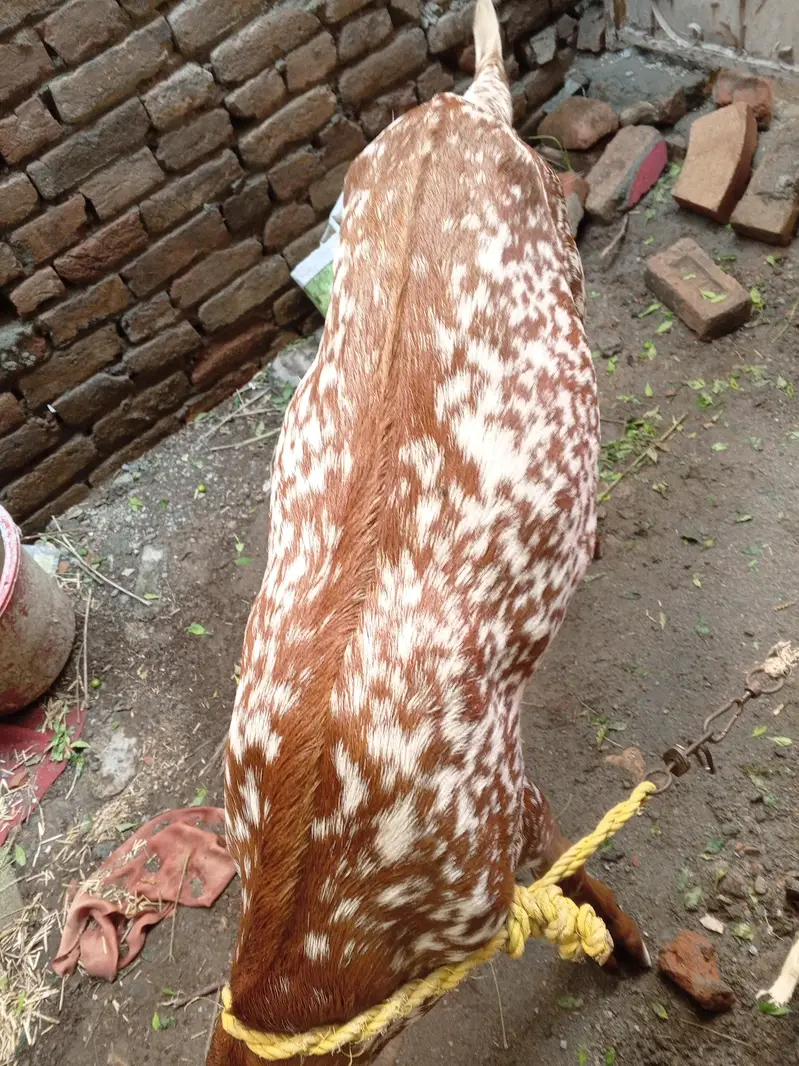 lana yala bhi rabta Kara no 03125861524 — photo 3