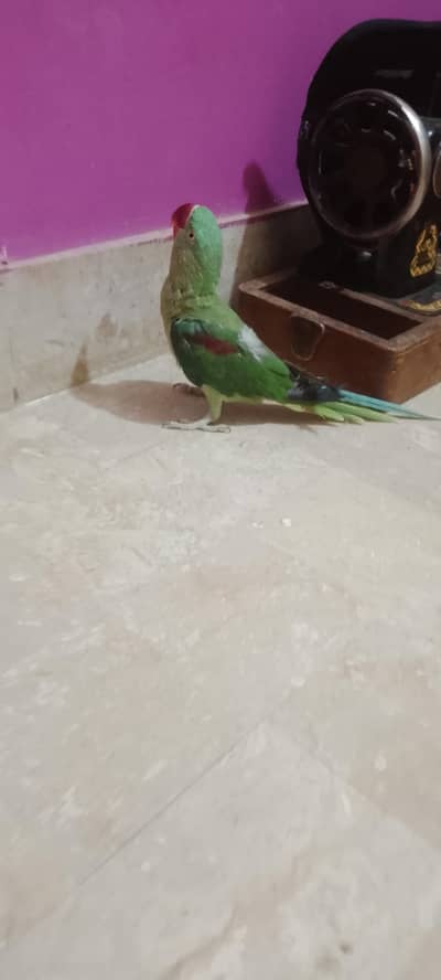 male ha raw ka mithu wgra sikhrah ha hand tame rha ab ni