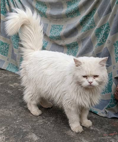 blue eyes male cat