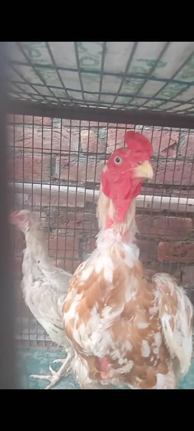 Aseel pure pakistani breeder male