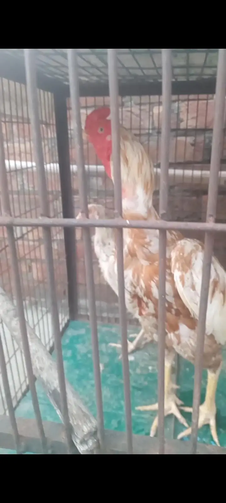 Aseel pure pakistani breeder male — photo 2