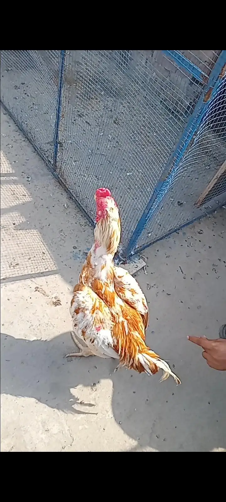 Aseel pure pakistani breeder male — photo 3