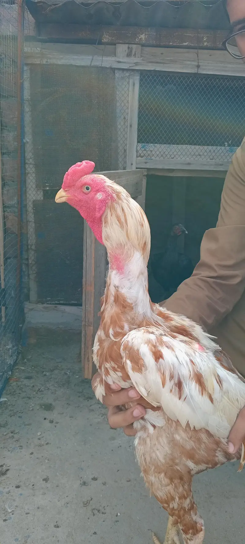 Aseel pure pakistani breeder male — photo 4