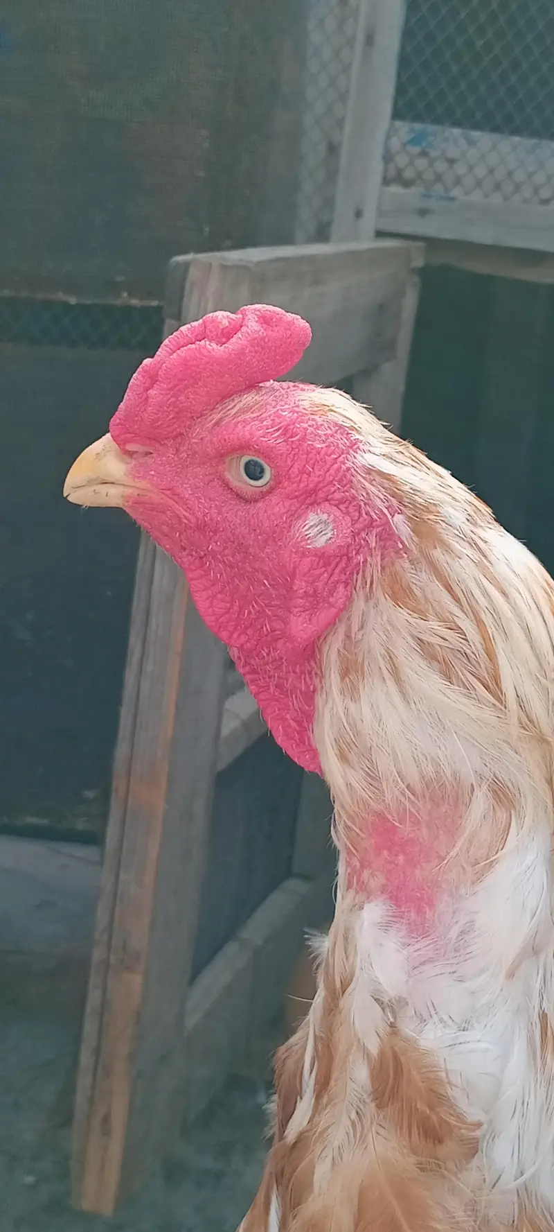 Aseel pure pakistani breeder male — photo 5