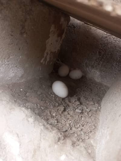 layer hen farmi hen white eggs daily
