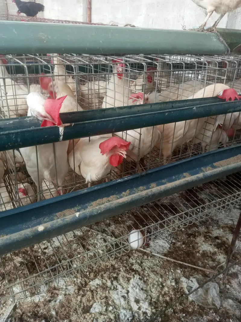 layer hen farmi hen white eggs daily — photo 2