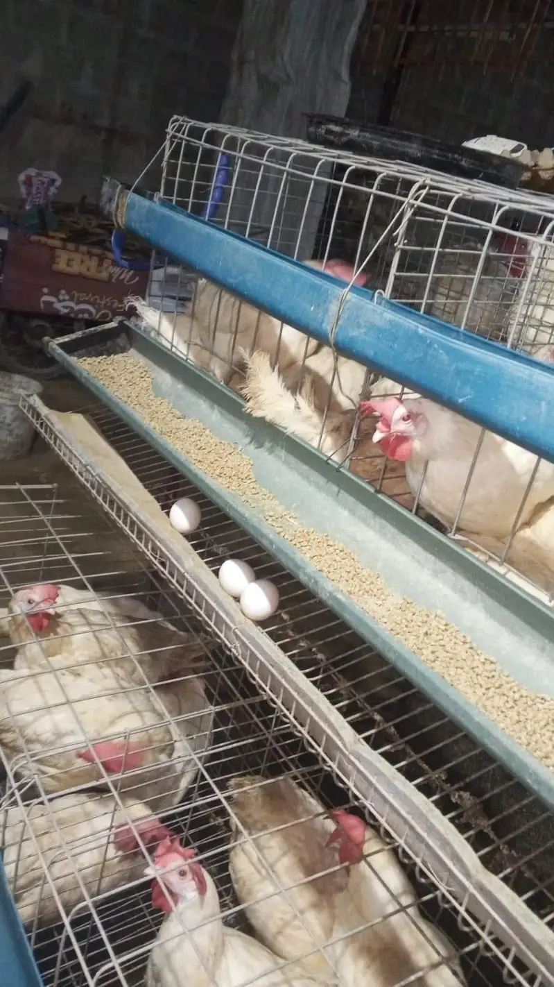 layer hen farmi hen white eggs daily — photo 3