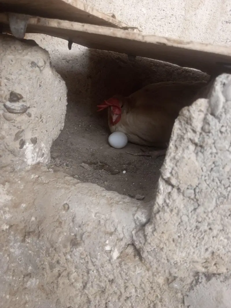 layer hen farmi hen white eggs daily — photo 6