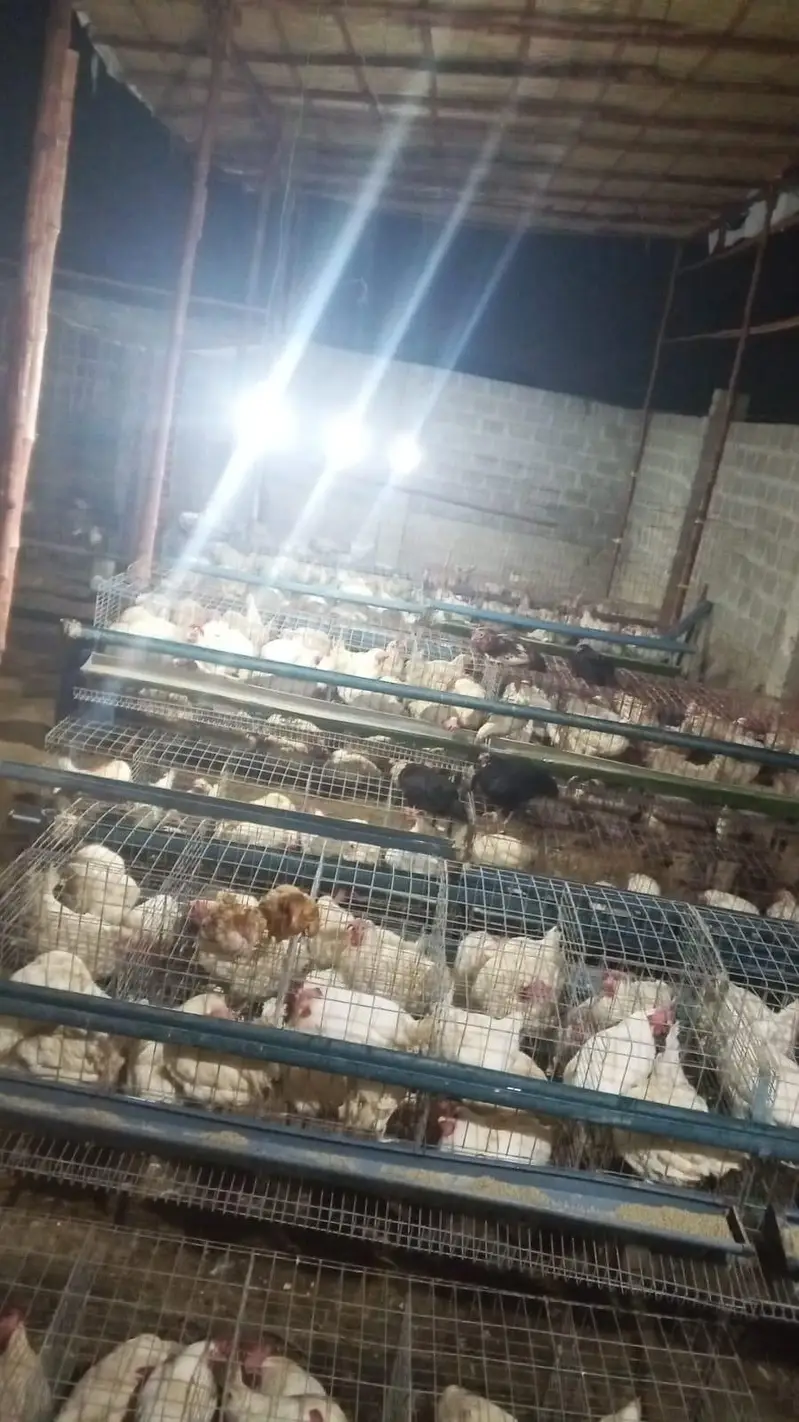 layer hen farmi hen white eggs daily — photo 7