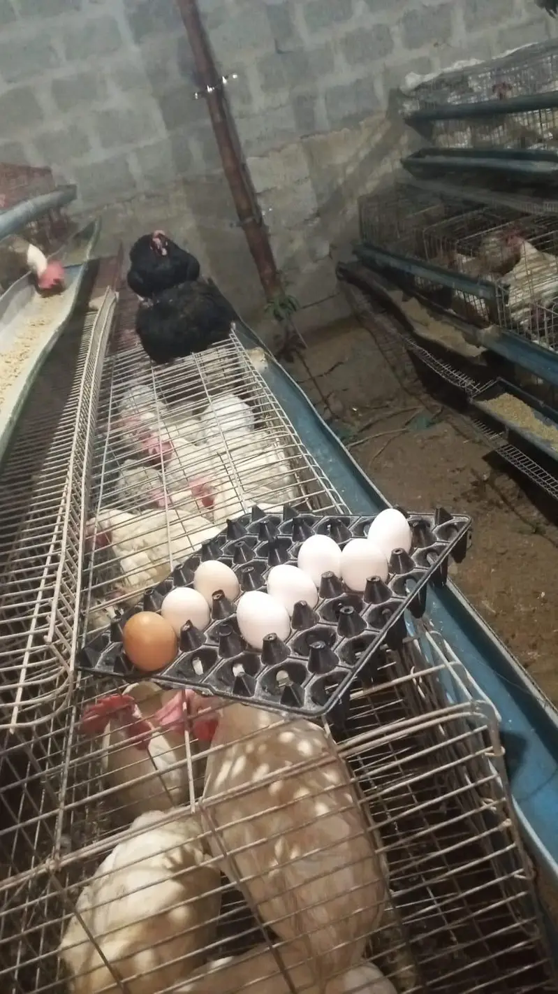 layer hen farmi hen white eggs daily — photo 8