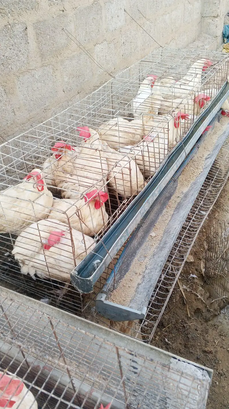 layer hen farmi hen white eggs daily — photo 9