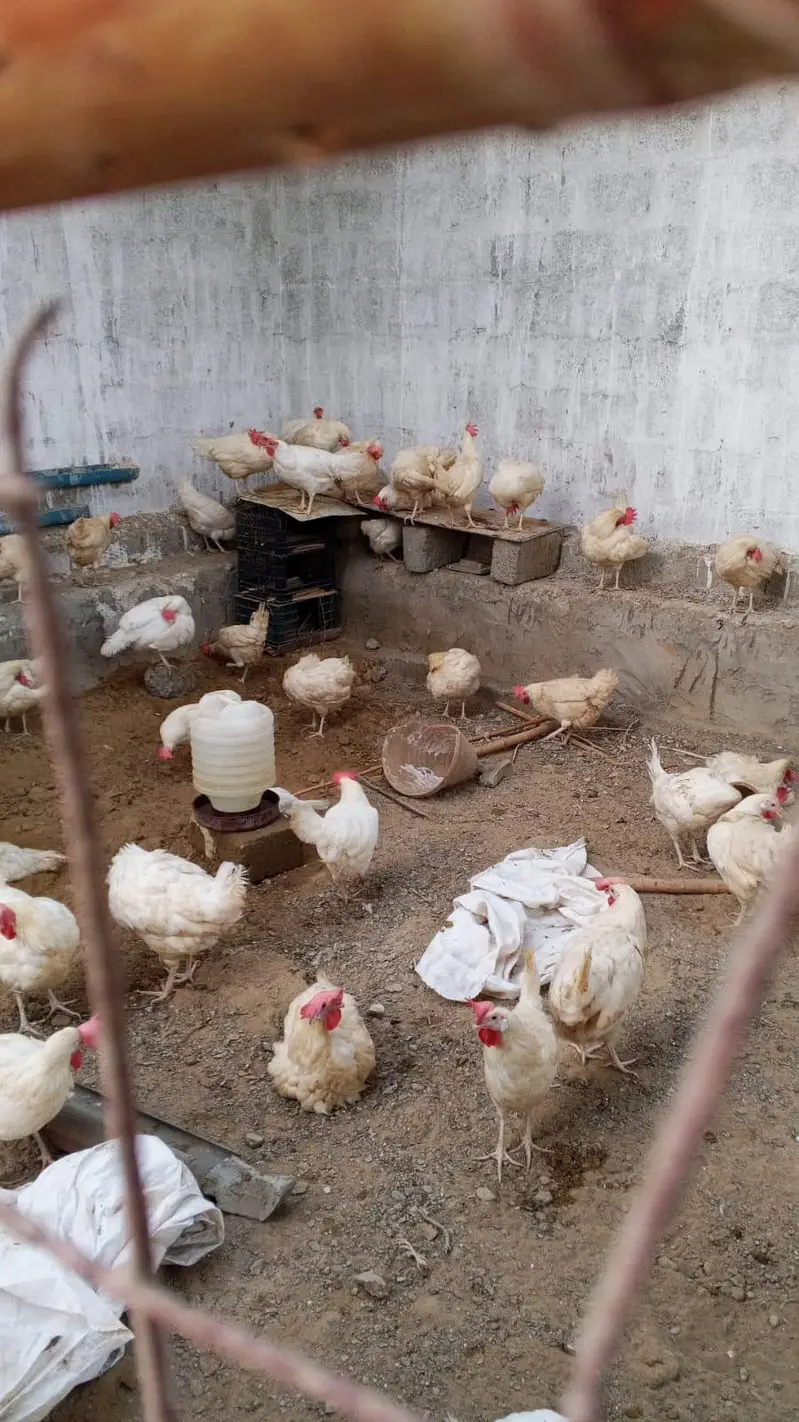 layer hen farmi hen white eggs daily — photo 10