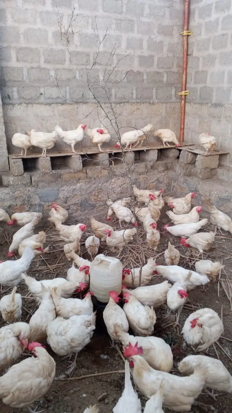 layer hen farmi hen white eggs daily — photo 11