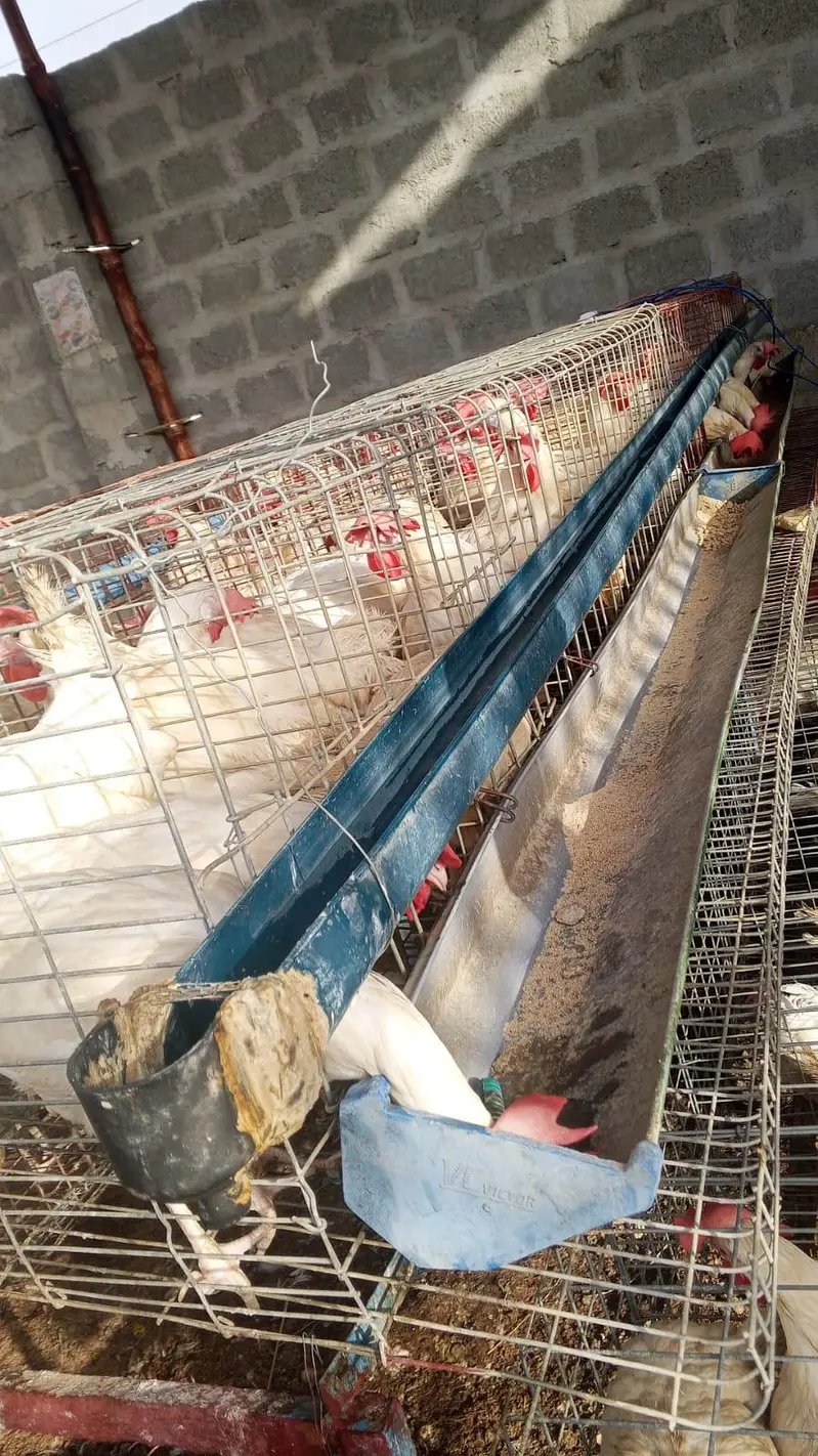 layer hen farmi hen white eggs daily — photo 12