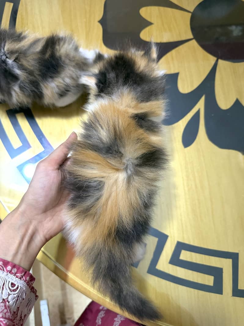 Quality kittens 1