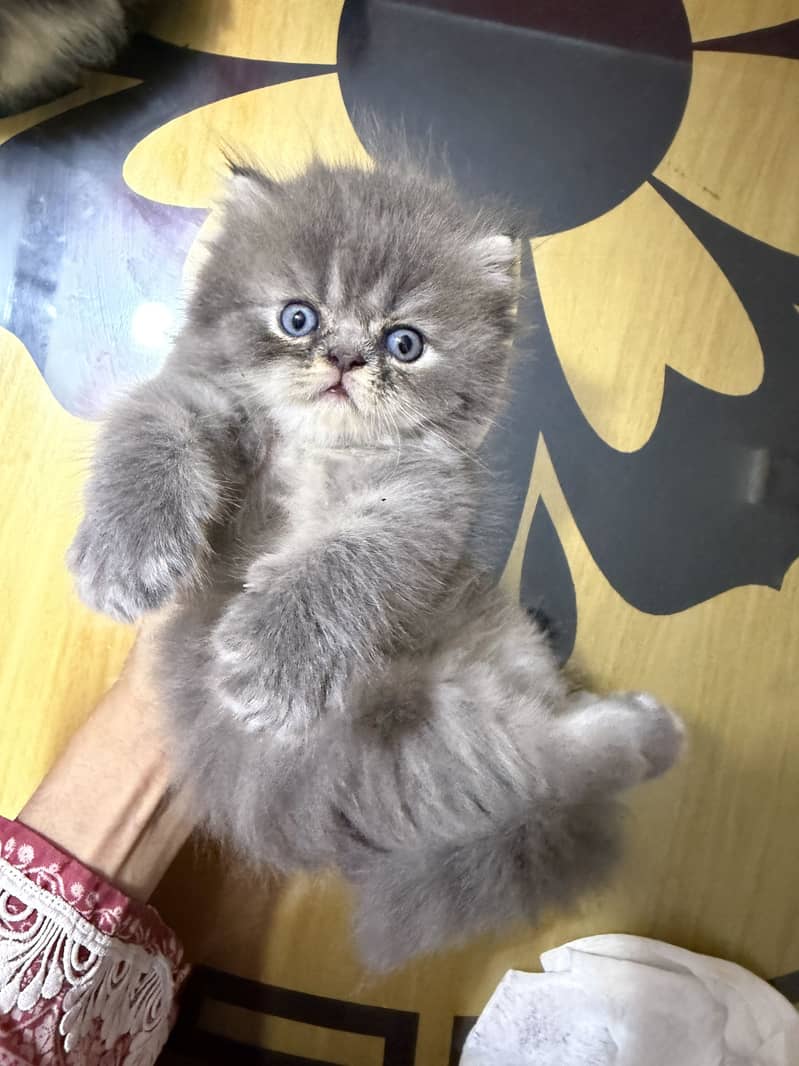 Quality kittens 2