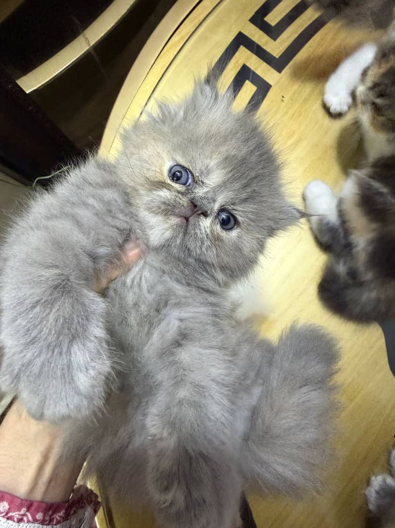 Quality kittens 3