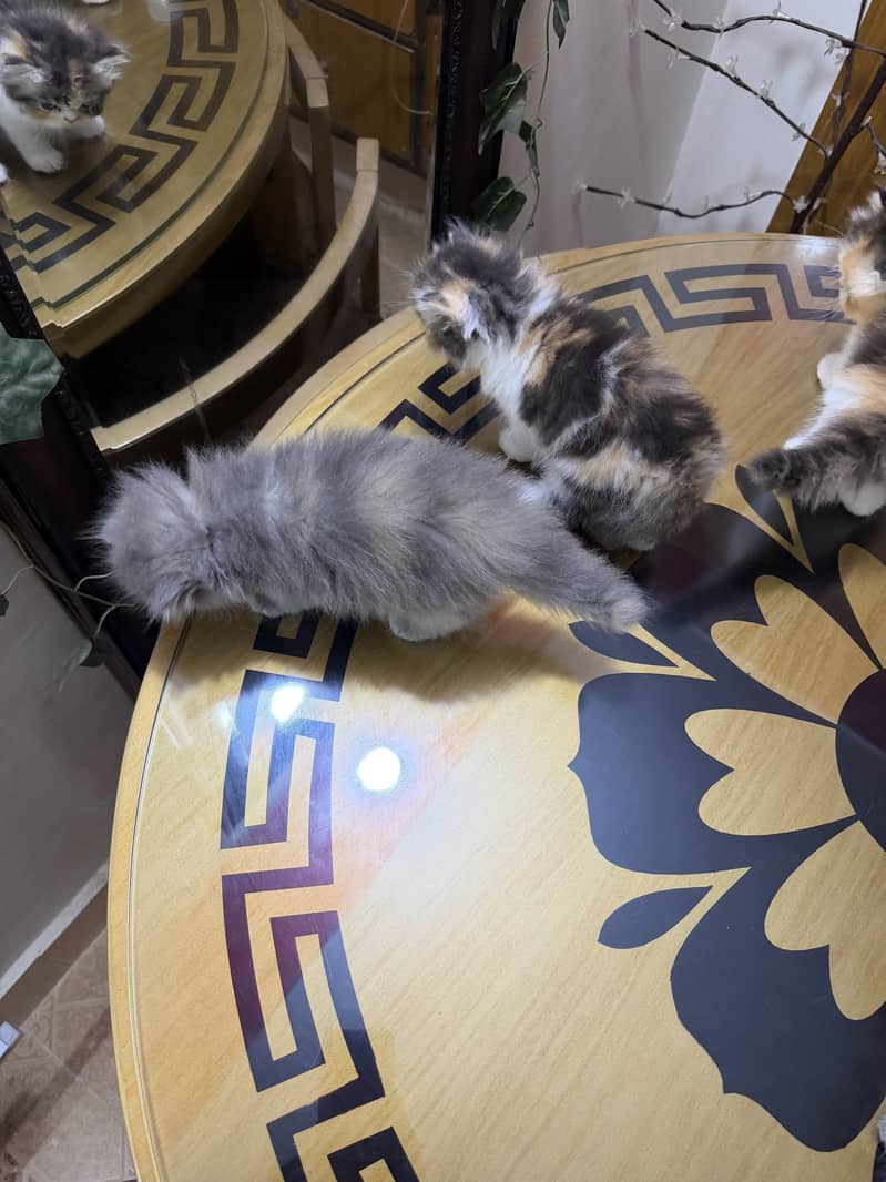 Quality kittens 4