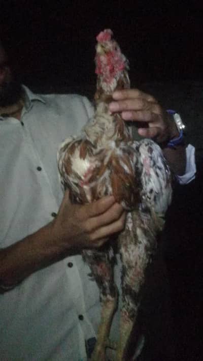 high quality aseel Murga sindhi male