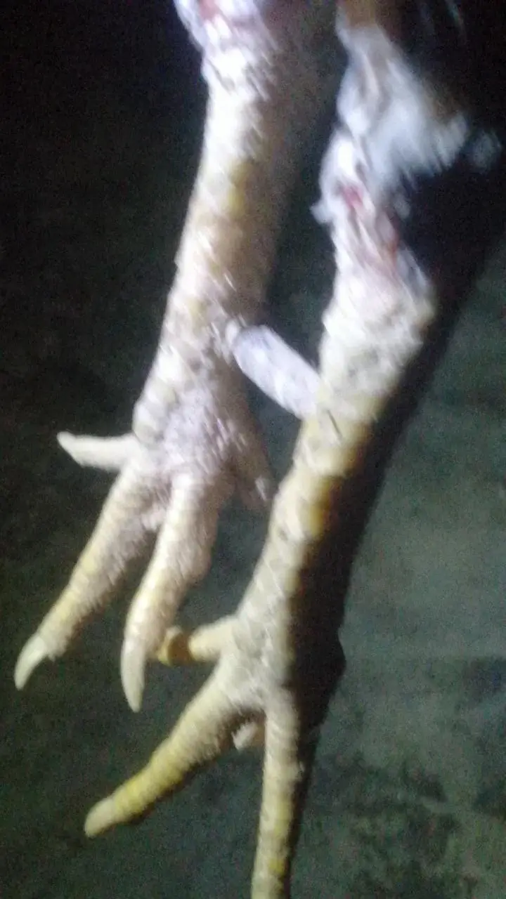 high quality aseel Murga sindhi male — photo 2
