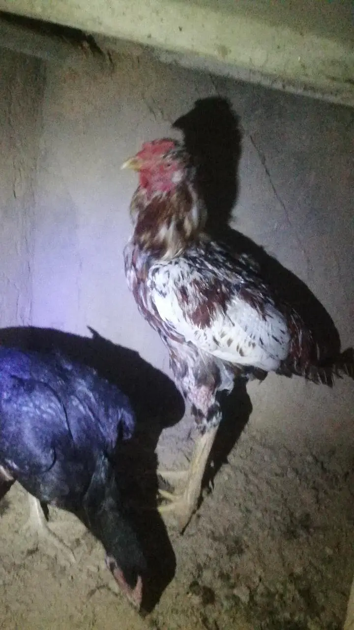 high quality aseel Murga sindhi male — photo 3
