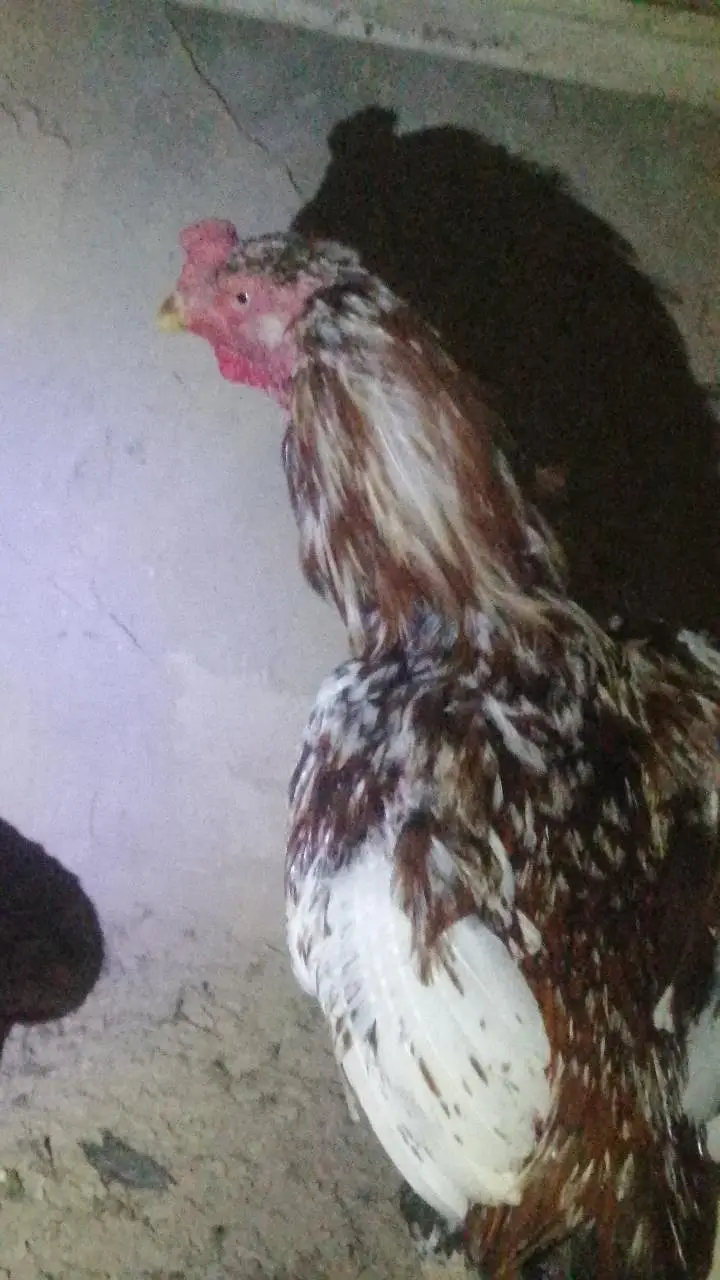 high quality aseel Murga sindhi male — photo 4