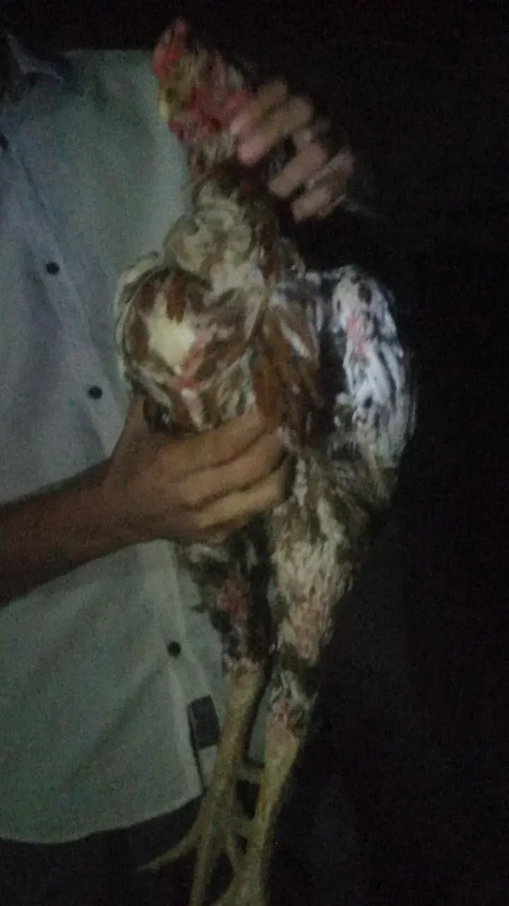 high quality aseel Murga sindhi male — photo 5