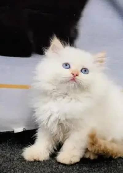 person cat for sale