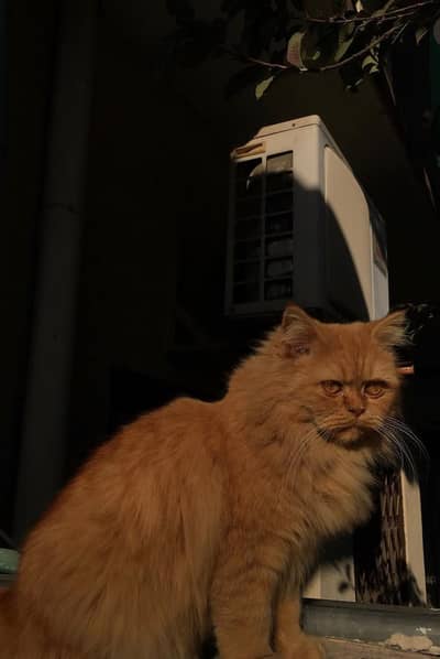 ginger Persian cat
