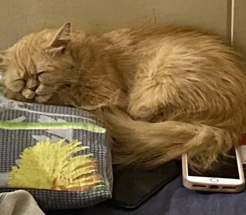 ginger Persian cat — photo 2