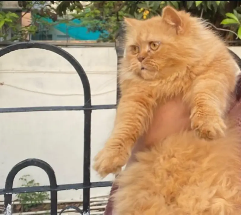 ginger Persian cat — photo 3