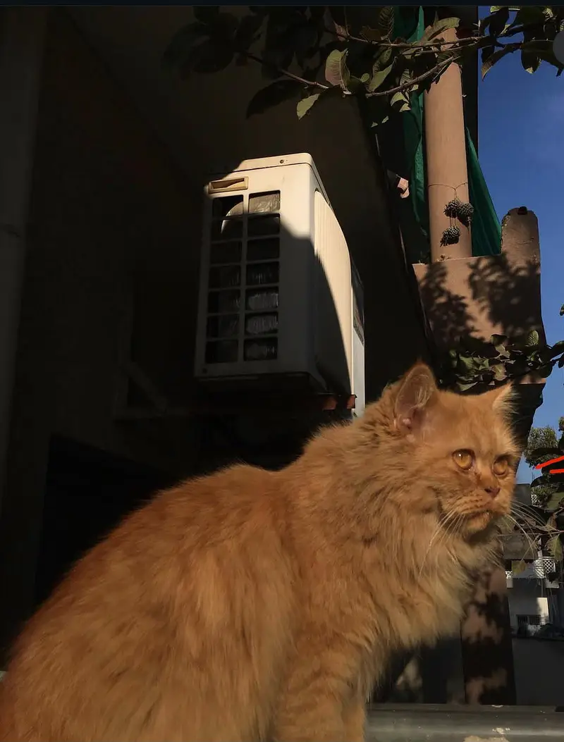 ginger Persian cat — photo 4