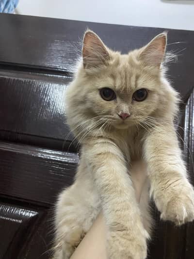 cat for sale