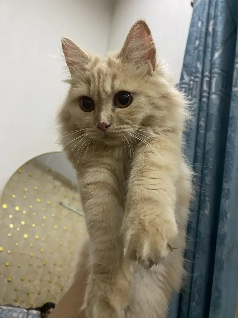 cat for sale — photo 2