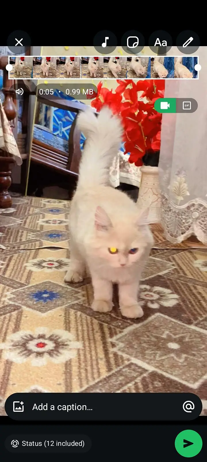 cat for sale — photo 3