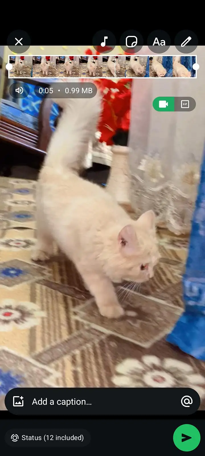 cat for sale — photo 4