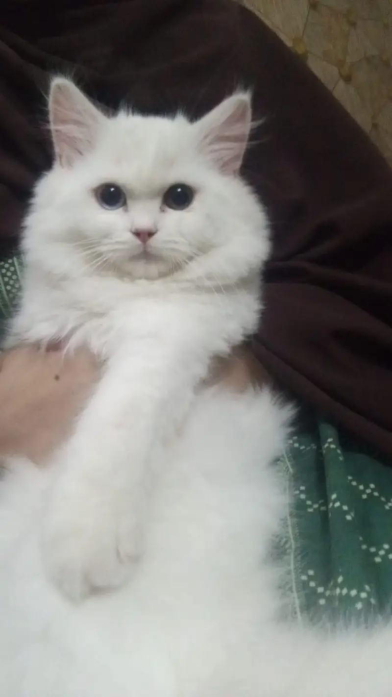 cat for sale — photo 6