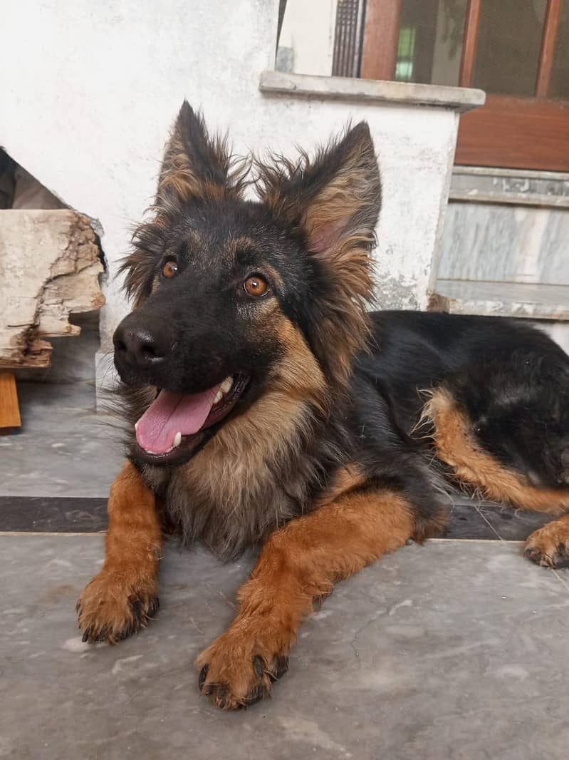 German shepered 2