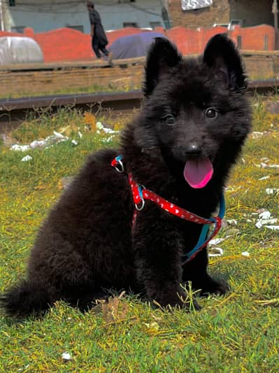German Shepherd Puppy | Long Coat German shepherd Female For Sale