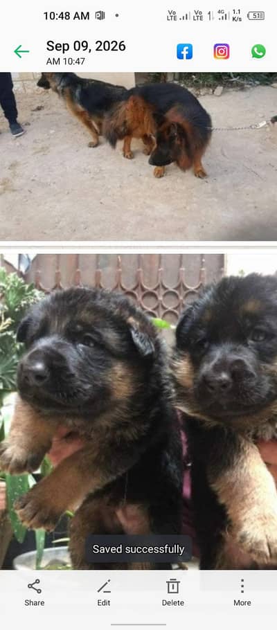 chefuri gold black max dg germania papi pedigre