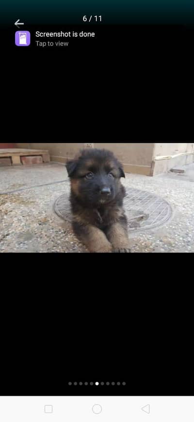 chefuri gold black max dg germania papi pedigre
