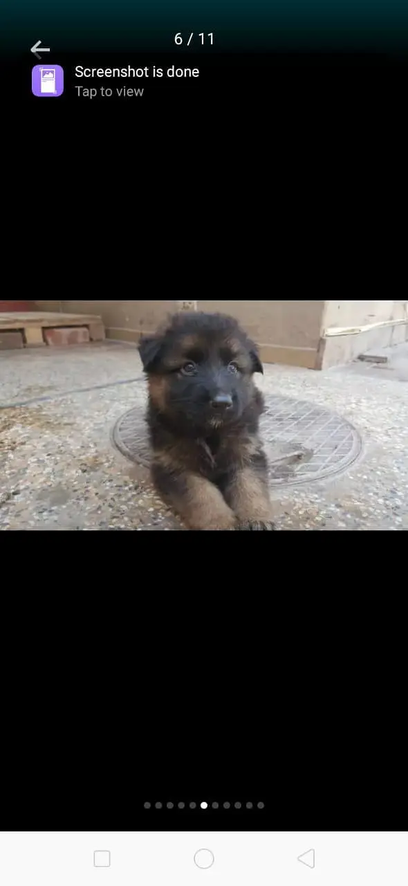 chefuri gold black max dg germania papi pedigre — photo 2
