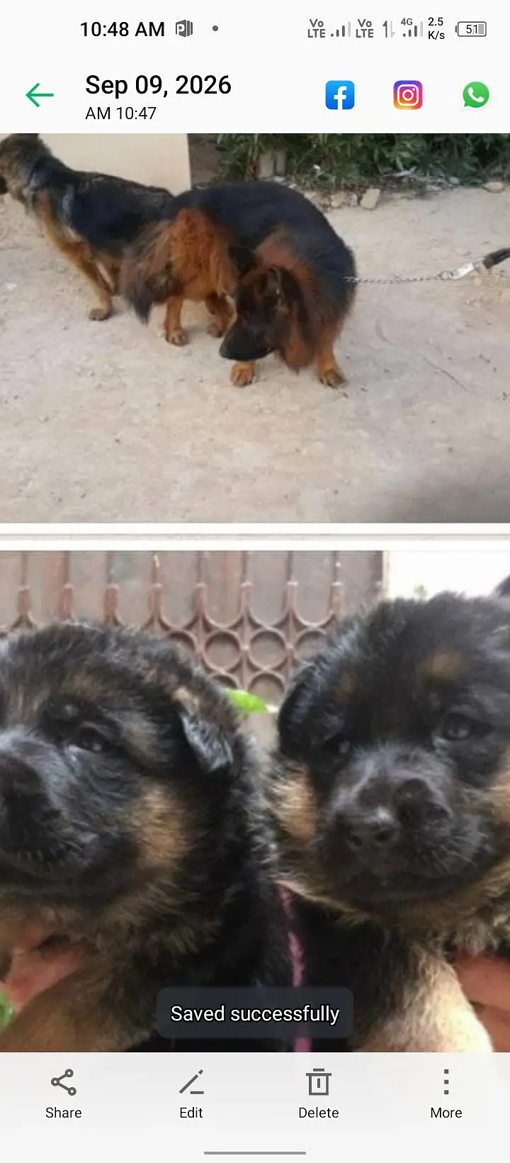 chefuri gold black max dg germania papi pedigre — photo 4