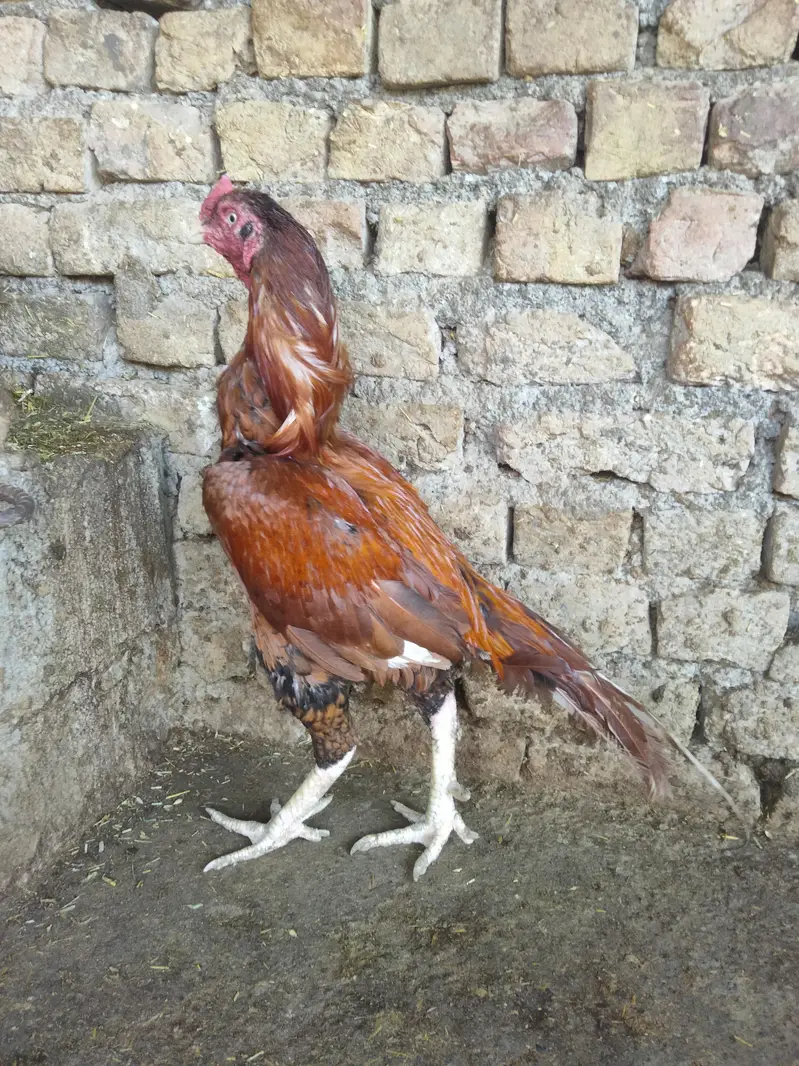 AK mal 2 femal — photo 2