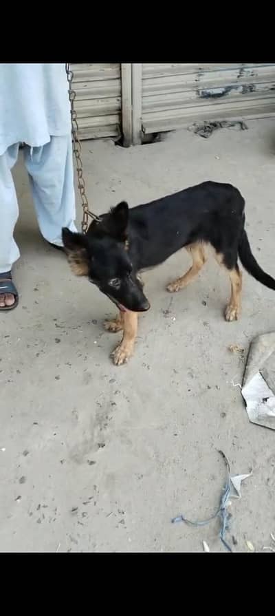 double coat male