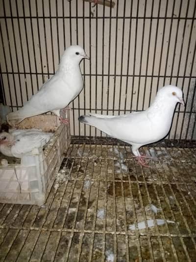 Patti Wala breeder pair