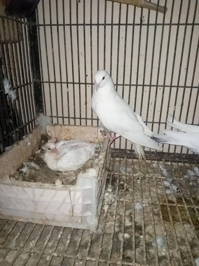 Patti Wala breeder pair — photo 2